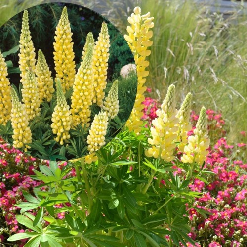 Lupinus polyphyllus 'Gallery Yellow' - Hulgalehine lupiin 'Gallery Yellow' P9/0,55L